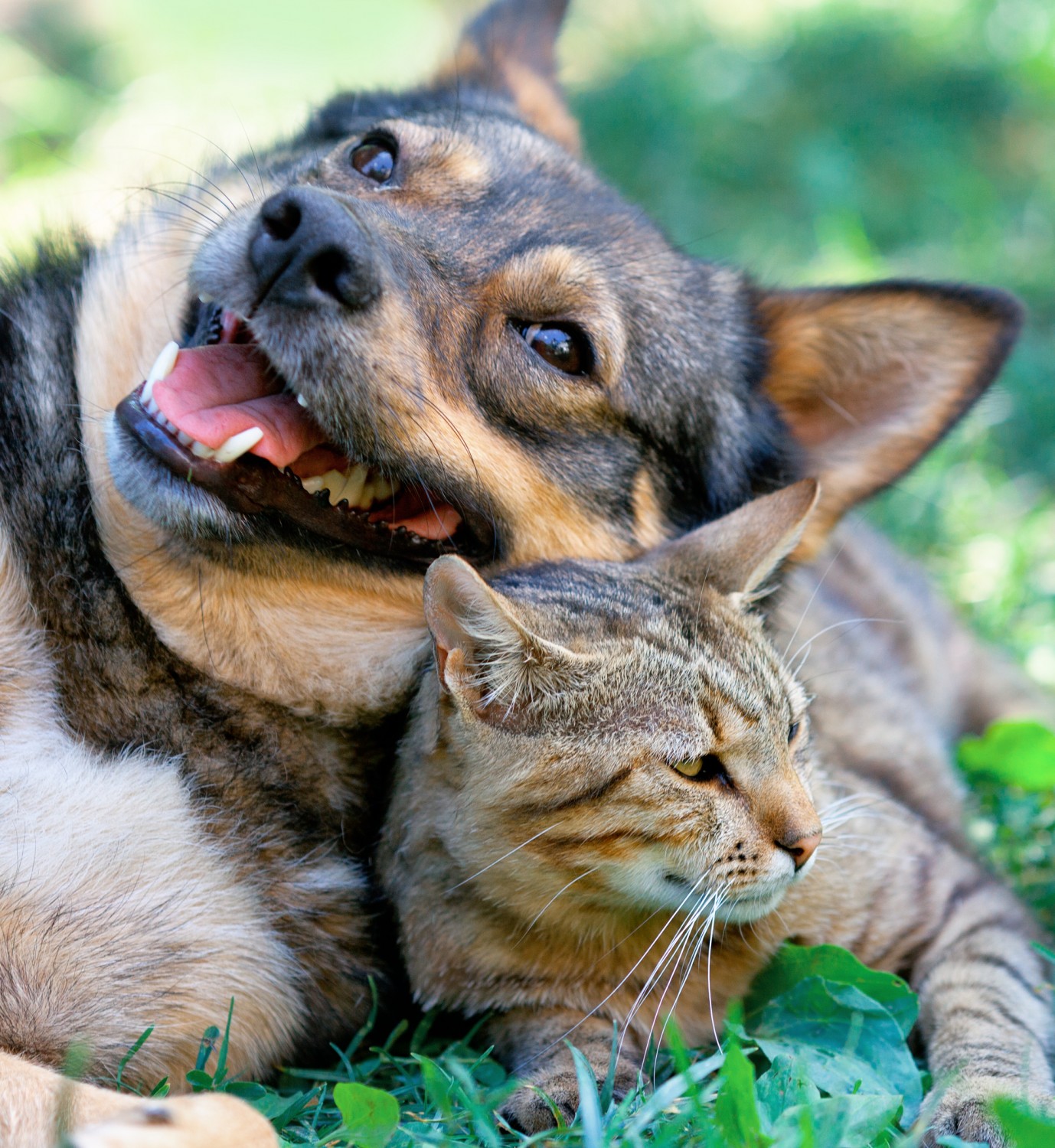 Cat and Dog Snuggling Outside